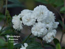 Ahrensburger Brautrose rose photo