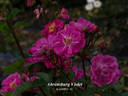 Ahrensburg Violet rose photo