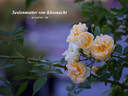 Seelenmutter von Küssnacht rose photo