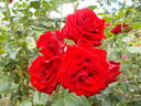 Crimson Cascade rose photo