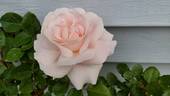 First Crush™ rose photo
