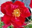 Phantom rose photo