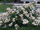 ADAfitalu rose photo