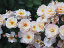 ADAfitalu rose photo