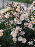 ADAfitalu rose photo