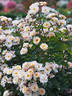 ADAfitalu rose photo