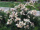 ADAfitalu rose photo