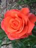 For You With Love rose photo