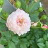 Head Over Heels rose photo