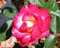 Heart 'n' Soul rose photo