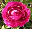 Monsieur Boncenne rose photo
