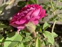 Belle Herminie rose photo