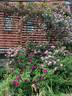 Belle Herminie rose photo