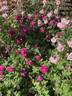 Belle Herminie rose photo