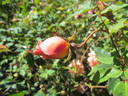 Comtesse du Cayla rose photo