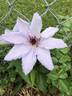 Snow Queen clematis photo