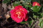 Kontrast rose photo
