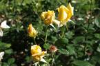 Berolina rose photo