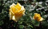 Berolina rose photo