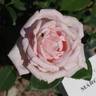 Marchenkonigin rose photo
