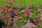 Rouletii rose photo