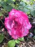 Cloudland rose photo
