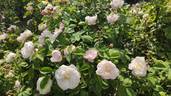 Alfred de Dalmas rose photo