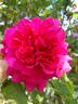 Climbing General MacArthur rose photo