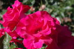 Crêpe de Chine rose photo