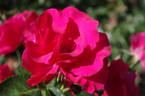 Crêpe de Chine rose photo