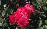 Alte Liebe rose photo