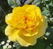 Gina Lollobrigida rose photo