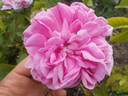 <I>Rosa centifolia</I> L. rose photo