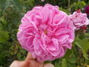<I>Rosa centifolia</I> L. rose photo