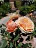 Cutie Pie ™ rose photo