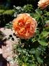 Cutie Pie ™ rose photo