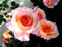 Soledad rose photo
