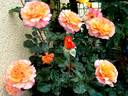 Soledad rose photo