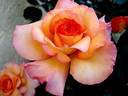 Soledad rose photo
