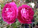 Monsieur Boncenne rose photo