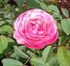 Ina an' Mona rose photo