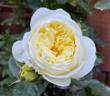 Kronprinsesse Mary rose photo