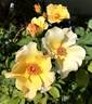 Dairy Maid rose photo