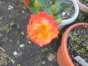 Judy Garland rose photo