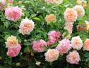 Henri Barruet rose photo