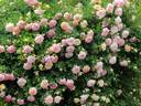 Henri Barruet rose photo