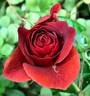 Brown Velvet rose photo