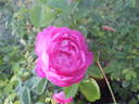 Shailer's Provence rose photo