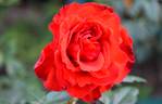 Arturo Toscanini rose photo