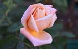 Candy Flo rose photo